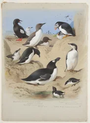 Guillemots, pingouin torda, macareux et alcidés, c.1915