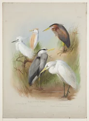 Hérons et aigrette, c.1915