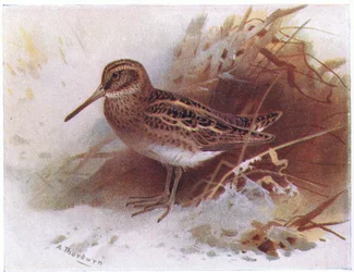 Bécassine sourde, de Birds of the British Isles and Their Eggs publié par Frederick Warne & Co Ltd, 1958