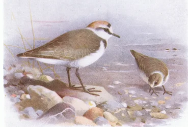 Gravelot à collier interrompu, tiré de Oiseaux des îles Britanniques et leurs œufs publié par Frederick Warne & Co Ltd, 1958