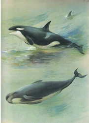 Orque et globicéphale, de Mammifères de Thorburn publié par Longmans et Co, vers 1920