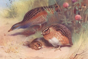 Râle de terre, caille (mâle et femelle)