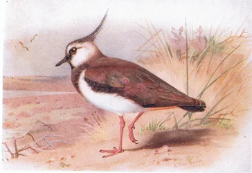 Vanneau, de Birds of the British Isles and Their Eggs publié par Frederick Warne & Co Ltd, 1958