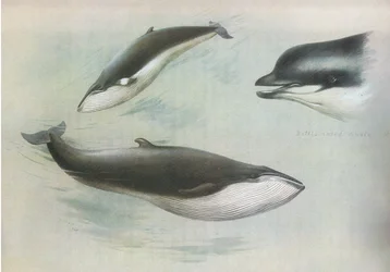 Petit rorqual et rorqual de Rudolph, de Mammifères de Thorburn publié par Longmans et Co, vers 1920