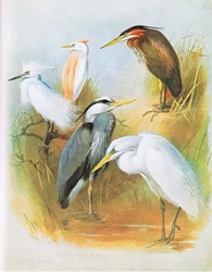 Aigrette garzette, Héron garde-bœufs, Héron cendré, Héron pourpré, Grand héron blanc, pub. par Book Club Associates, 1972