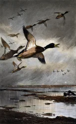 Canards en vol