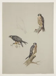 Faucon émerillon mâle, vers 1915