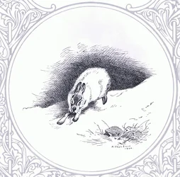 Lièvre des montagnes, pub. par Book Club Associates