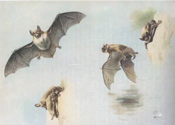 Chauve-souris de Natterer et chauve-souris de Daubenton, de Mammifères de Thorburn publié par Longmans et Co, vers 1920