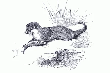 Loutre avec poisson, de Mammifères de Thorburn publié par Longmans and Co, c. 1920