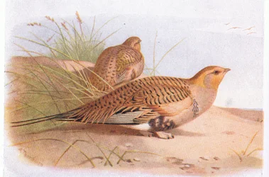 Ganga de Pallas, de Birds of the British Isles and Their Eggs publié par Frederick Warne & Co Ltd, 1958