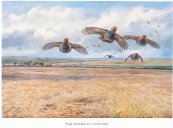 Perdrix dans le Norfolk, 1938