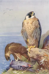 Faucon pèlerin