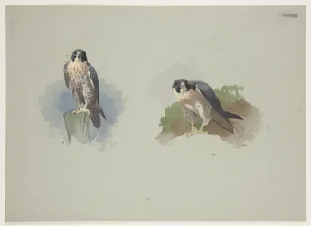 Faucon pèlerin mâle, c.1915
