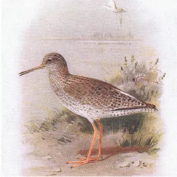 Chevalier gambette, de Birds of the British Isles and Their Eggs publié par Frederick Warne & Co Ltd, 1958