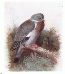 Pigeon ramier, de Birds of the British Isles and Their Eggs publié par Frederick Warne & Co Ltd, 1958