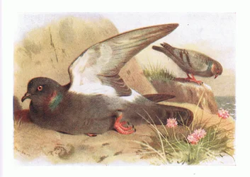 Pigeon biset, de Birds of the British Isles and Their Eggs publié par Frederick Warne & Co Ltd, 1958