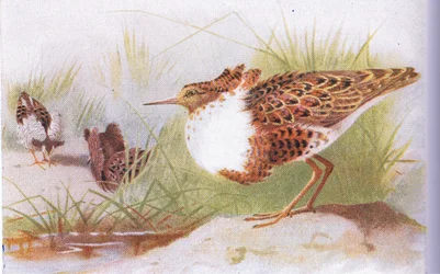Combattant varié, de Birds of the British Isles and Their Eggs publié par Frederick Warne & Co Ltd, 1958
