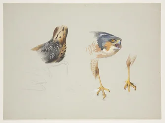 Croupion de bécasse et tête et pattes d