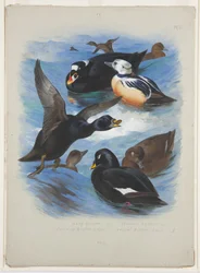 Macreuses et eiders de Steller, vers 1915