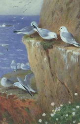 Mouettes