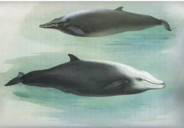 Baleine de Sowerby et Baleine de Cuvier, de Mammifères de Thorburn publié par Longmans and Co, vers 1920