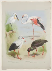 Spatule, flamant rose et cigogne, vers 1915