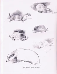 Hermine, belette, blaireau et taupe, 1938
