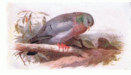 Pigeon colombin, de Birds of the British Isles and Their Eggs publié par Frederick Warne & Co Ltd, 1958