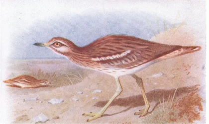 Œdicnème criard, de Birds of the British Isles and Their Eggs publié par Frederick Warne & Co Ltd, 1958