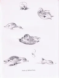 Études de canards colverts, 1938