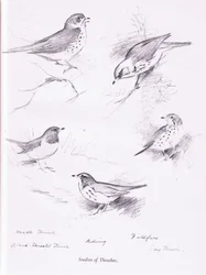 Étude de grives, 1938