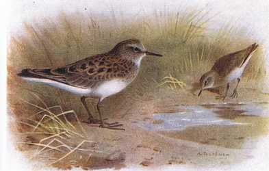Bécasseau de Temminck, de Birds of the British Isles and Their Eggs publié par Frederick Warne & Co Ltd, 1958