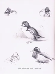 Canards morillons, colverts, garrots d