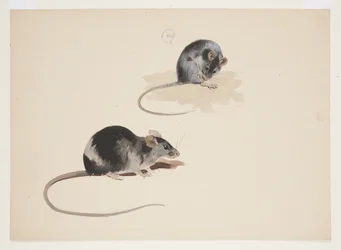 Deux études de rat noir, c.1915