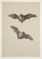 Chauve-souris moustachue, c.1915