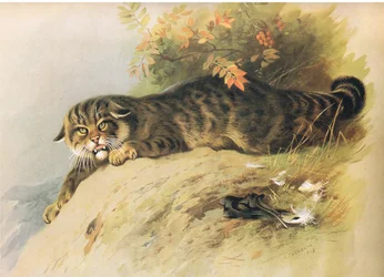 Chat sauvage, de Mammifères de Thorburn publié par Longmans et Co, vers 1920