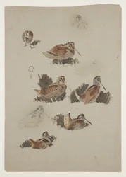 Bécasse, vers 1915