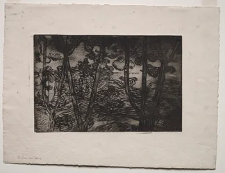 Arbres la nuit