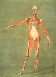 Système musculaire profond de l