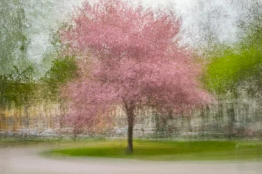 Arbre printanier rose flou