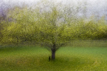 Arbre vert de rêve