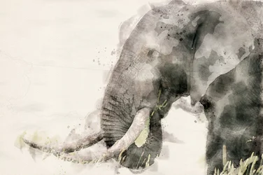 Aquarelle « Éléphant paisible »