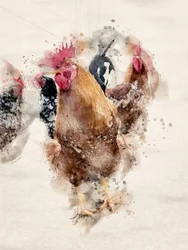Coqs de la ferme, aquarelle