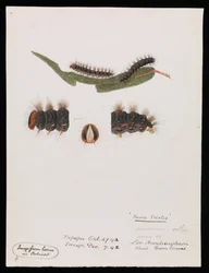 Chenille, Epicoma contristis, Teara tristis