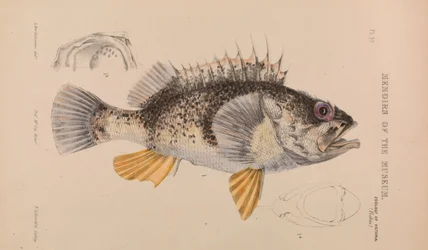 Perche Océanique, Helicolenus percoides