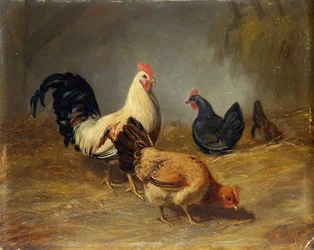 Alimentation des volailles