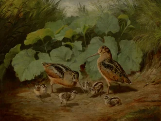 Bécasse et petits