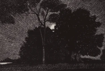 Dans une parcelle mélodieuse de hêtres verts