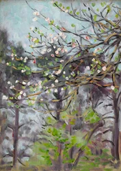 Cerisier en fleur avec des pins en arrière-plan